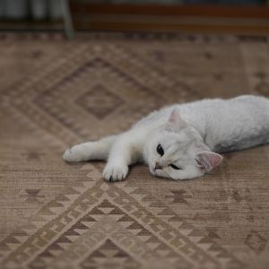 Linon Rugs Oakland RUGOK05